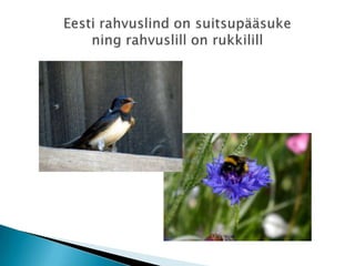 Eesti rahvuslind on suitsupääsuke ning rahvuslill on rukkilill