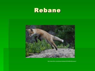 Rebane http://www.flickr.com/photos/mikebaird/2533460448/sizes/m/ 