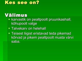 Kes see on? Välimus karvastik on pealtpoolt pruunikashall, kõhupoolt valge   Talvekarv on helehall   Teisest liigist  eristavad teda pikemad kõrvad ja pikem pealtpo o lt musta värvi saba. 