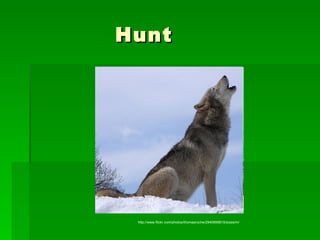 Hunt http://www.flickr.com/photos/thomasroche/2940999815/sizes/m/ 