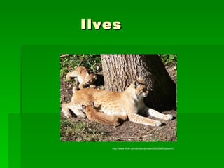 Ilves http://www.flickr.com/photos/jonasb/28582963/sizes/m/ 