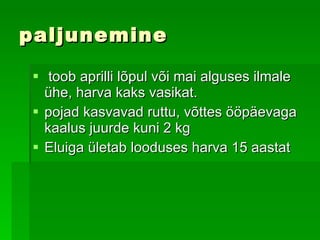 paljunemine toob aprilli lõpul või mai alguses ilmale ühe, harva kaks vasikat.   pojad  kasvavad ruttu, võttes ööpäevaga kaalus juurde kuni 2 kg   Eluiga ületab looduses harva 15 aastat   