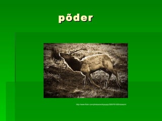 põder http://www.flickr.com/photos/arcticpuppy/3093761055/sizes/m/ 