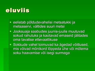 eluviis eelistab põldudevahelisi metsatukki ja metsaservi, vältides suuri metsi   Jooksuaja saabudes juunis-juulis muutuvad sokud rahutuks ja kaotavad  emaseid  jälitades oma tavalise ettevaatlikuse   Sokkude vahel toimuvad ka ägedad võitlused, mis võivad mõnikord lõppeda ühe või mõlema soku haavamise või isegi surmaga   
