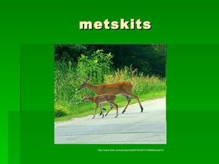 metskits http://www.flickr.com/photos/dq090702/2674155669/sizes/m/ 