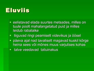 Eluviis eelistavad elada suurtes metsades, milles on tuule poolt mahalangetatud puid ja milles leidub rabalaike   liiguvad ringi peamiselt videvikus ja ööse l  p äeva ajal nad tavaliselt magavad kuskil kõrge heina sees või mõnes muus varjulises kohas t alve veedavad  taliuinakus   