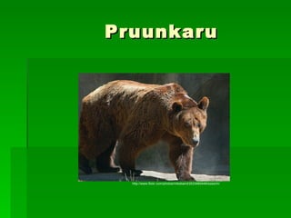 Pruunkaru http://www.flickr.com/photos/mikebaird/2533460448/sizes/m/ 