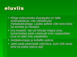 eluviis Kõige sobivamaks elupaigaks on talle avamaastikud, mis vahelduvad metsatukkadega. Lisaks sellele võib teda leida ka soodes ja rabades Uru kraabib  ise või hõivab mägra oma, kohandades seda vastavalt oma vajadustele. Urul on alati mitu sissekäiku   üksikeluviisiga ja küllaltki paikne   Jahti peab peamiselt videvikus, kuid võib seda teha ka päise päeva ajal   