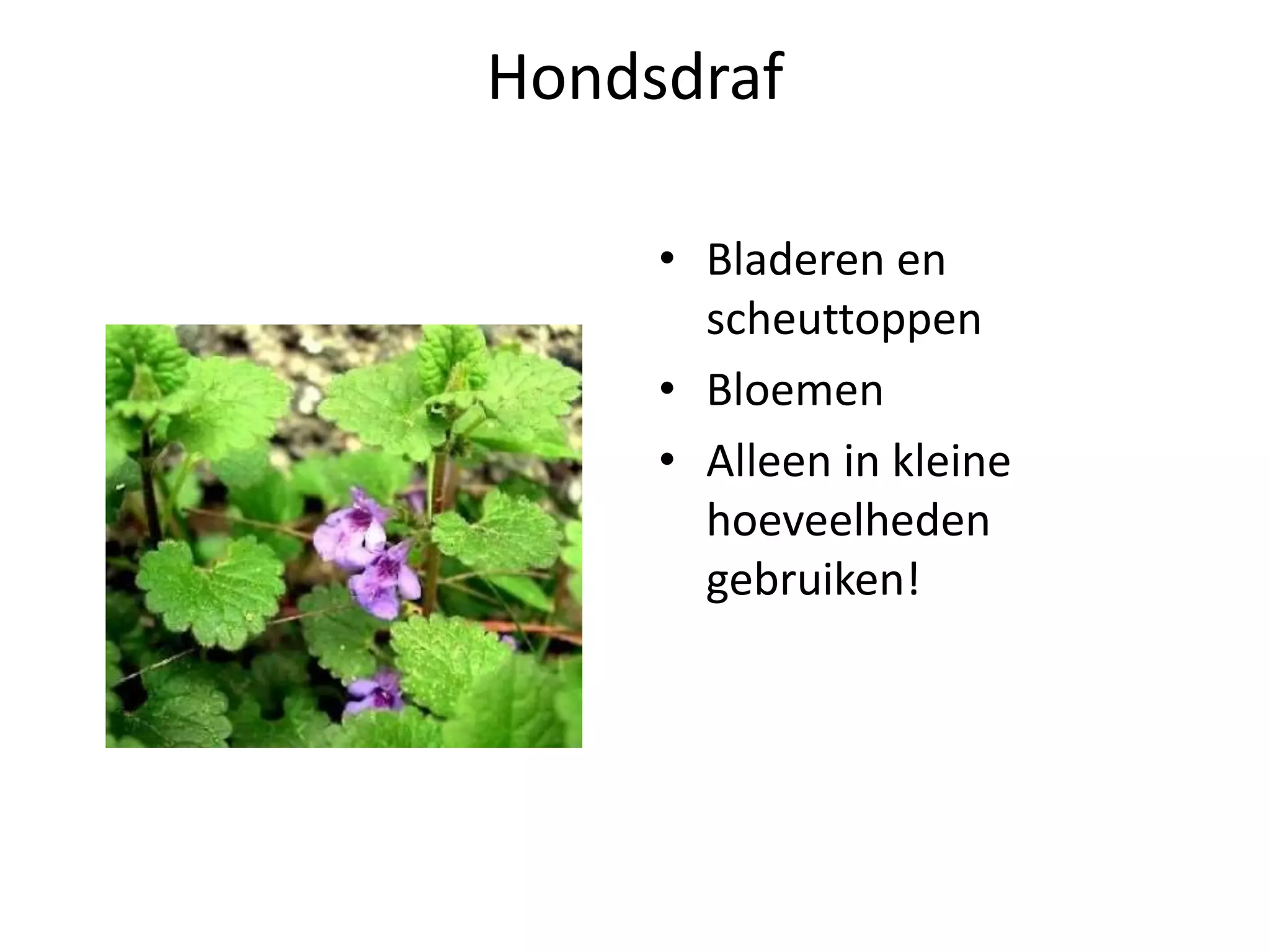 Eetbare wilde planten | PPT | Free Download