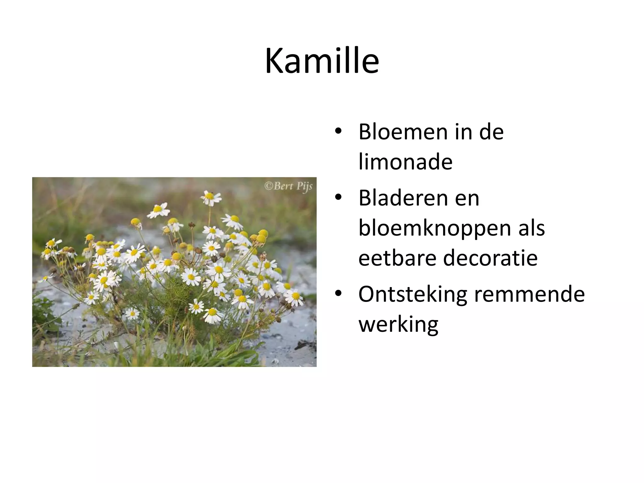 Eetbare wilde planten | PPT | Free Download