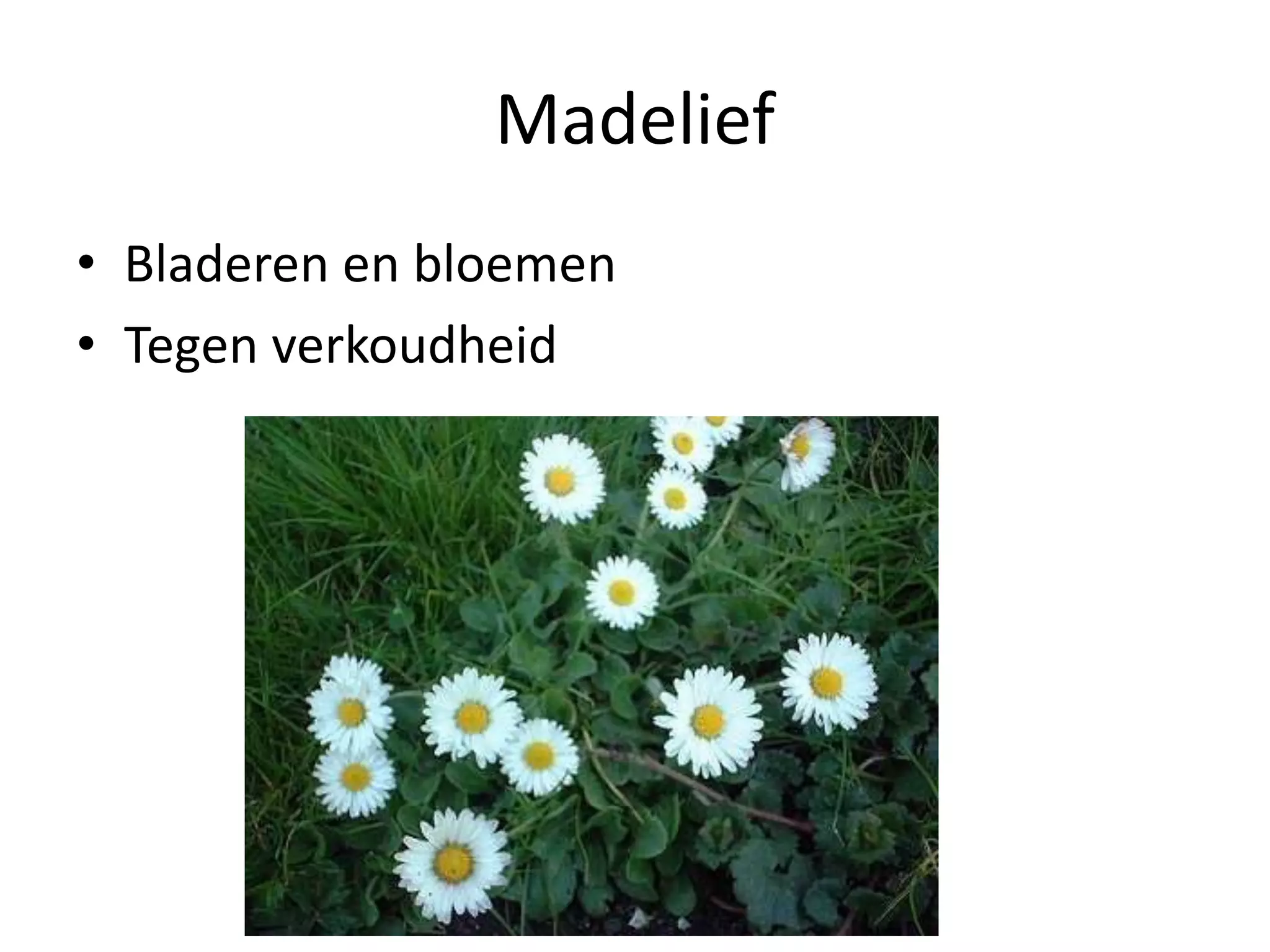 Eetbare wilde planten | PPT | Free Download