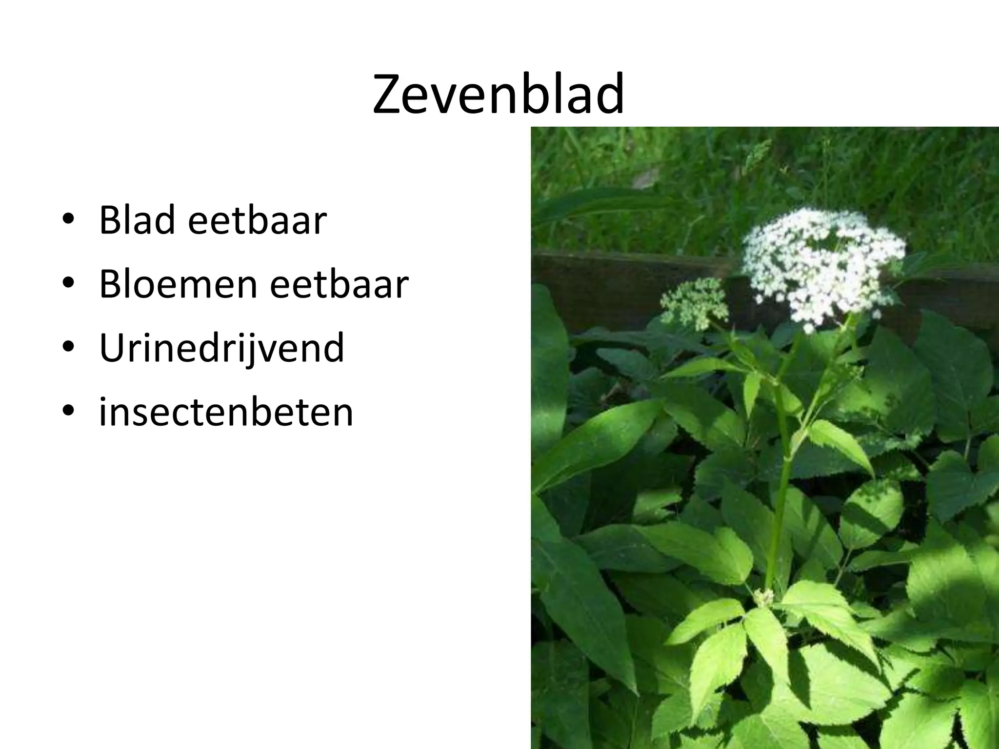 Eetbare wilde planten | PPT | Free Download