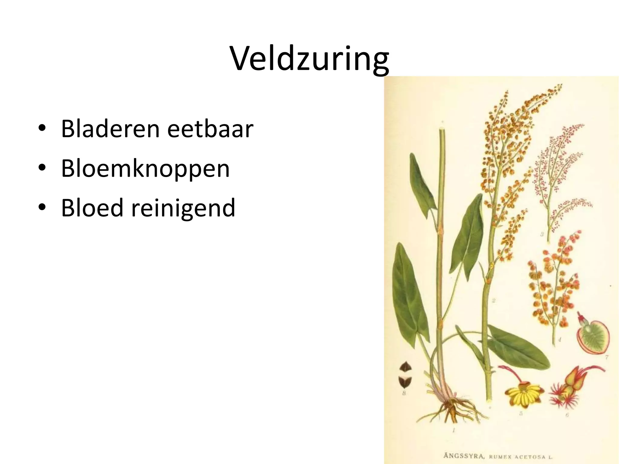 Eetbare wilde planten | PPT | Free Download