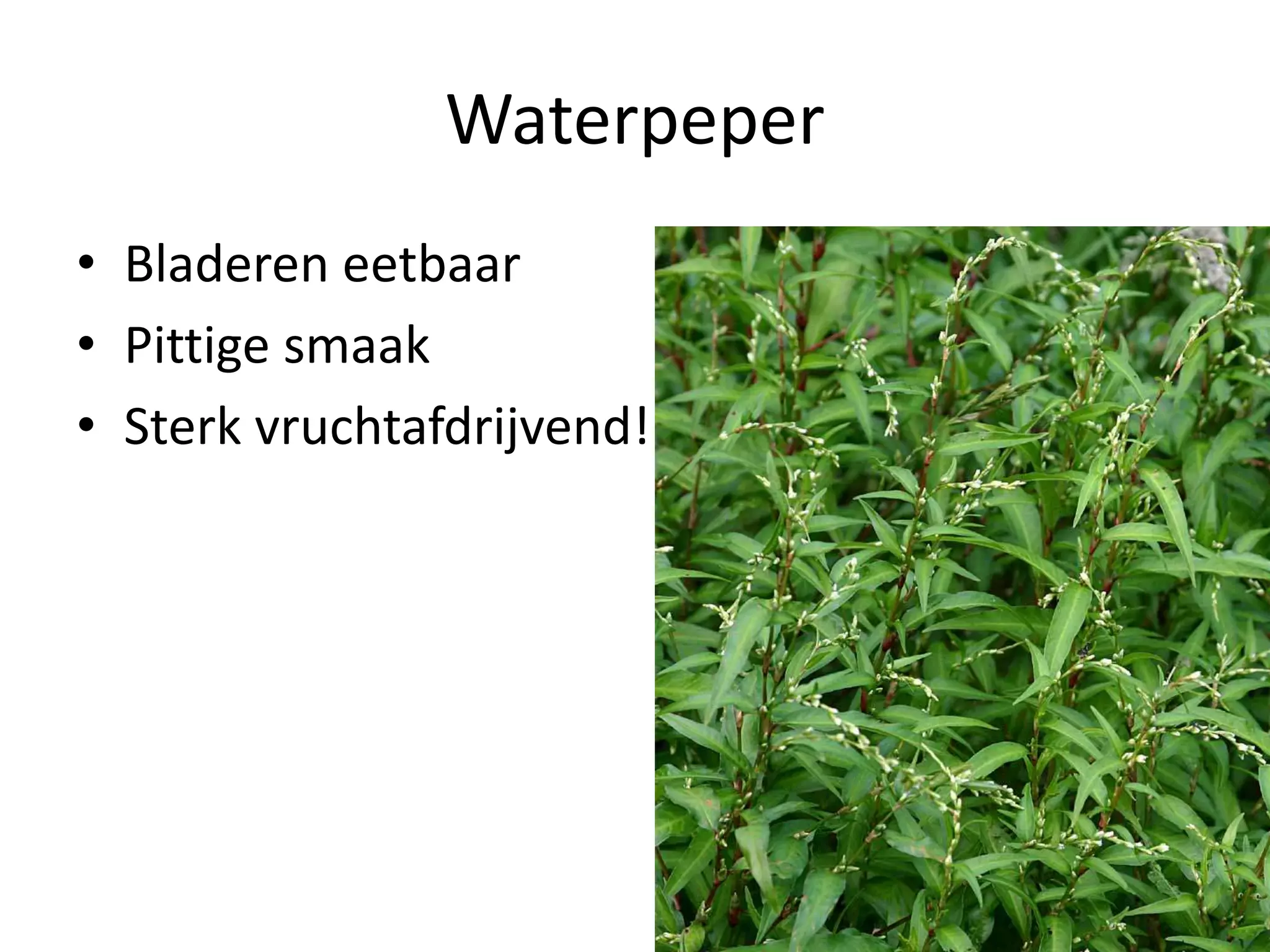 Eetbare wilde planten | PPT