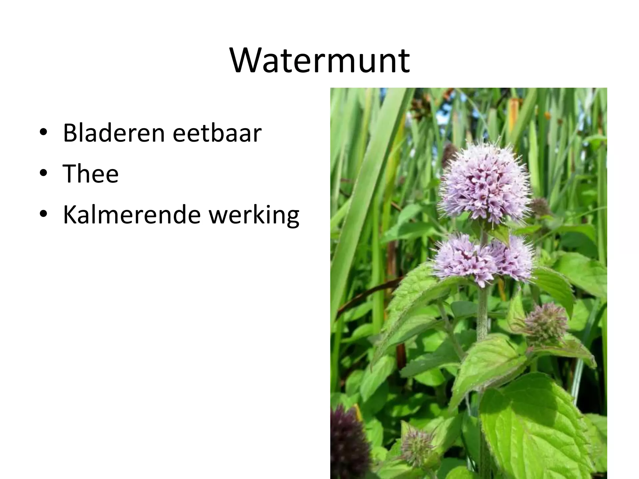 Eetbare wilde planten | PPT
