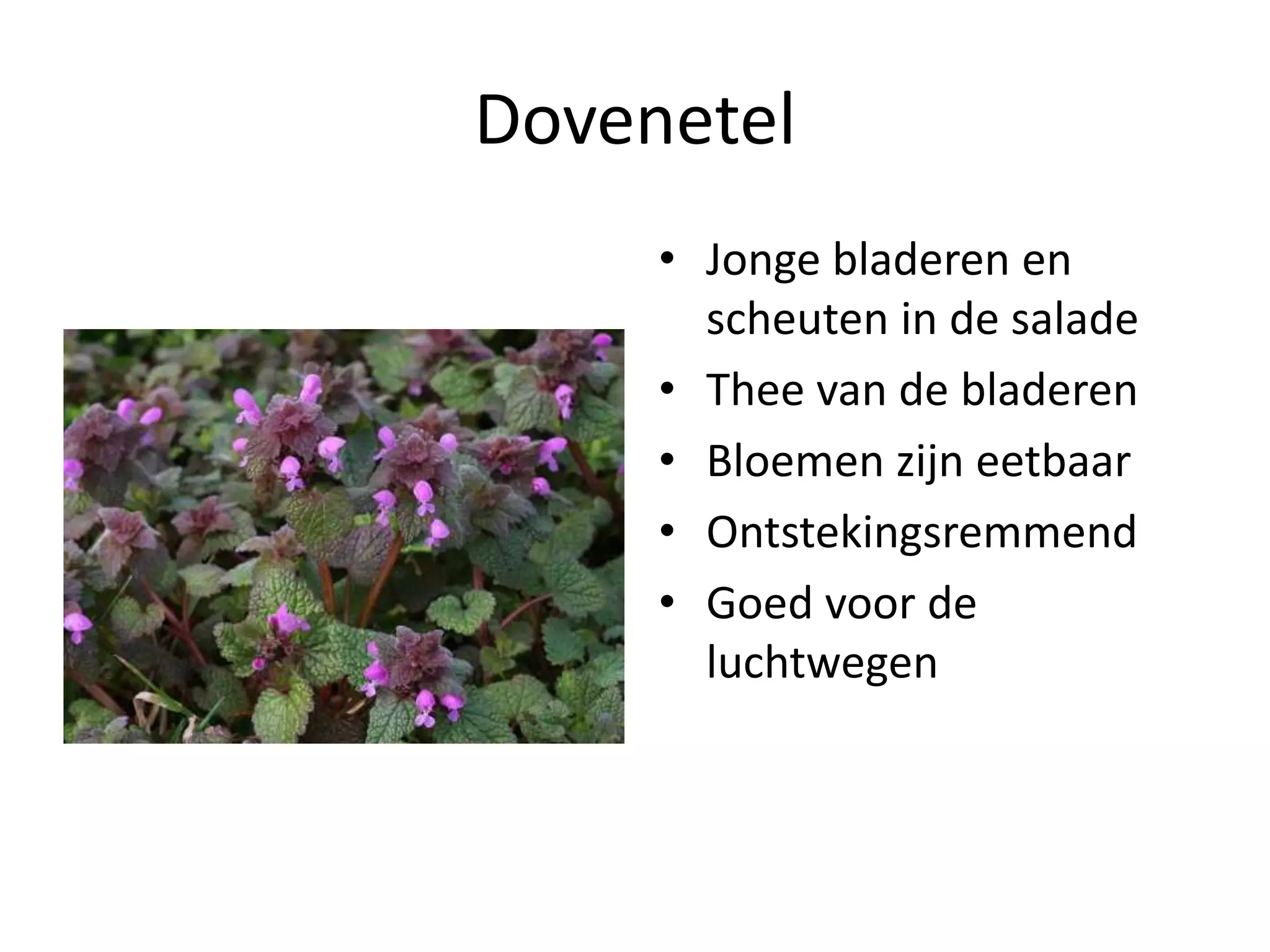 Eetbare wilde planten | PPT | Free Download
