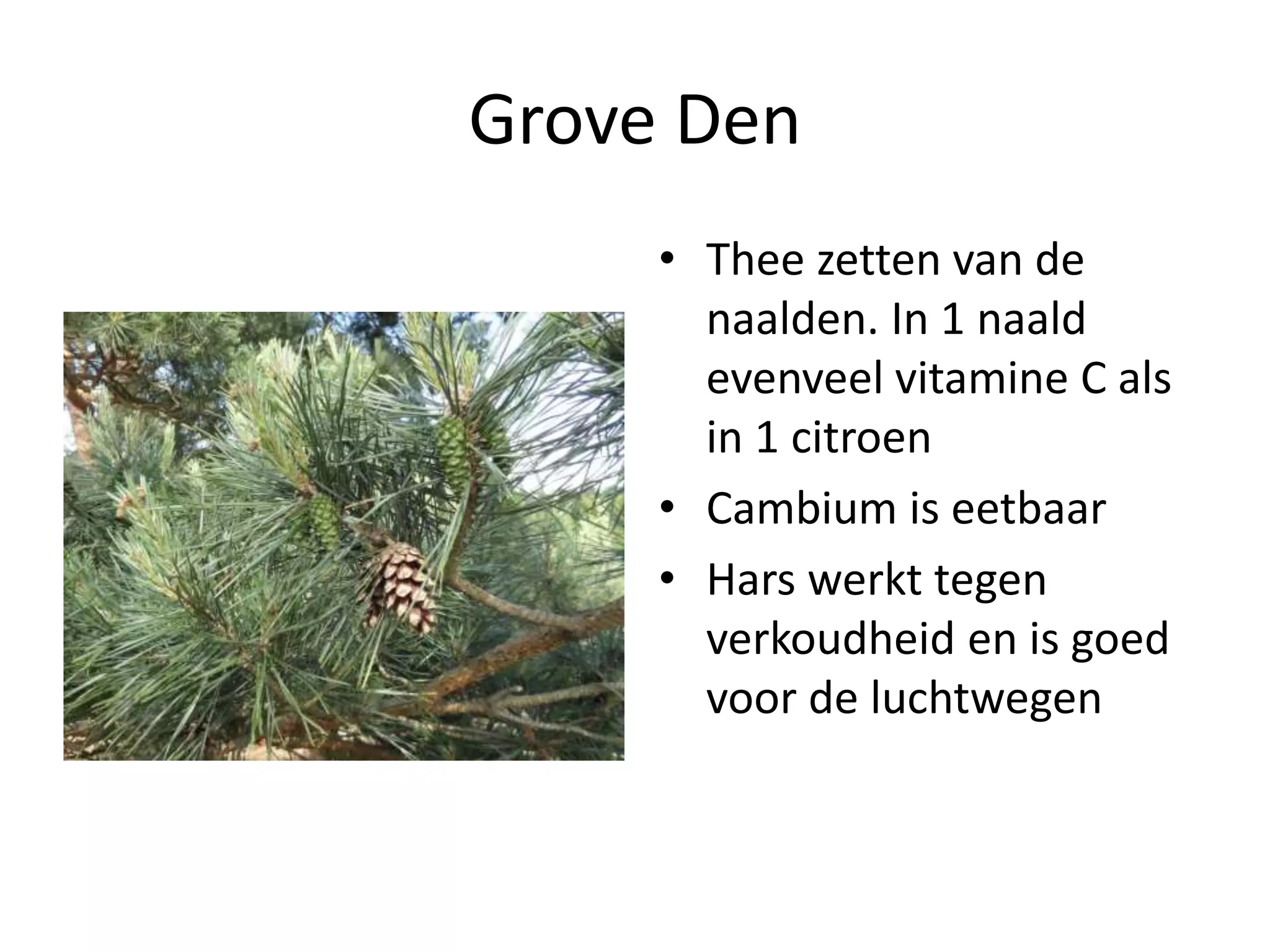 Eetbare wilde planten | PPT | Free Download