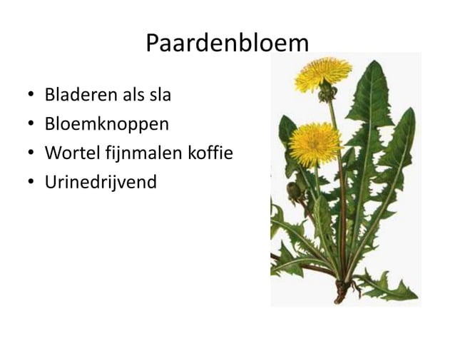Eetbare wilde planten | PPT | Free Download