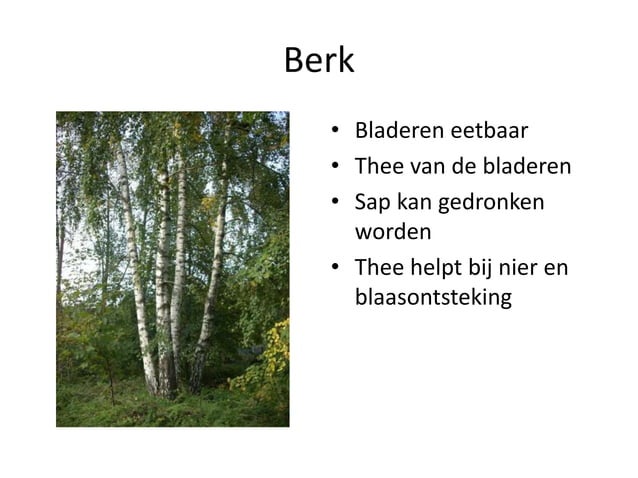 Eetbare wilde planten | PPT