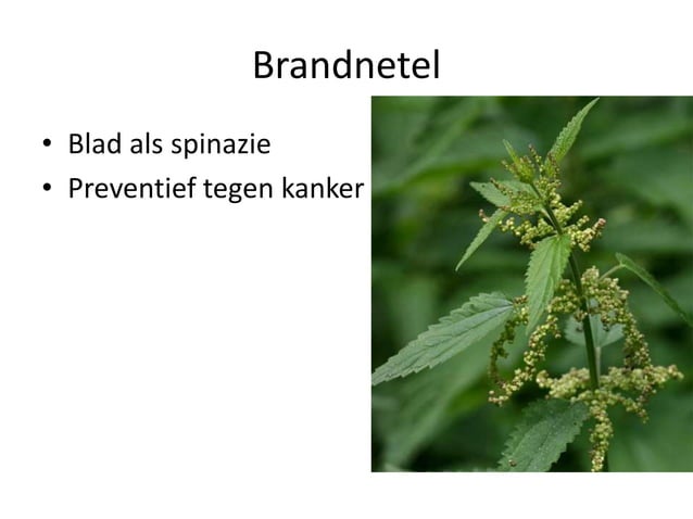 Eetbare wilde planten | PPT
