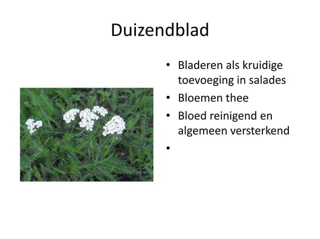 Eetbare wilde planten | PPT