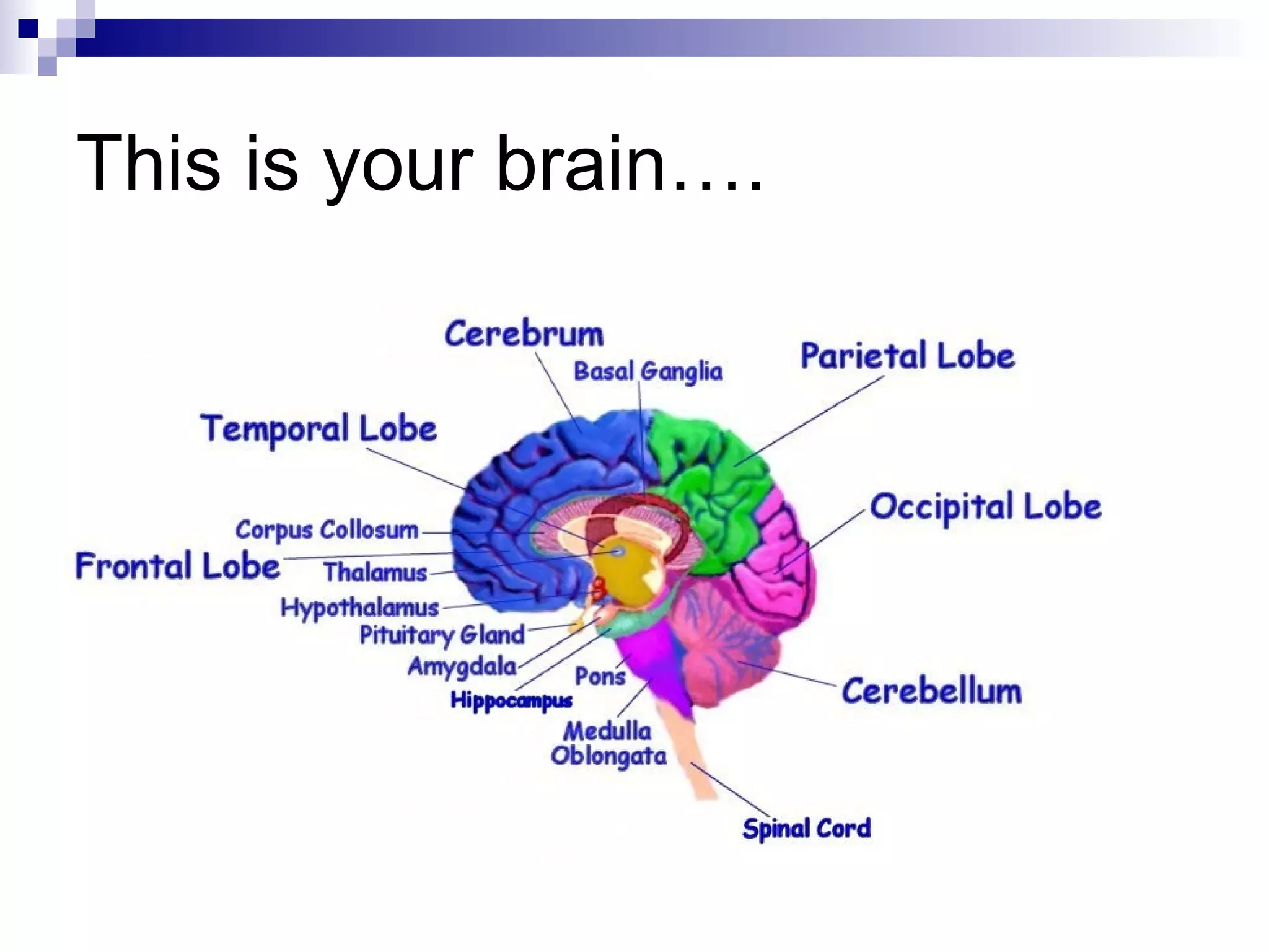 This is your brain….