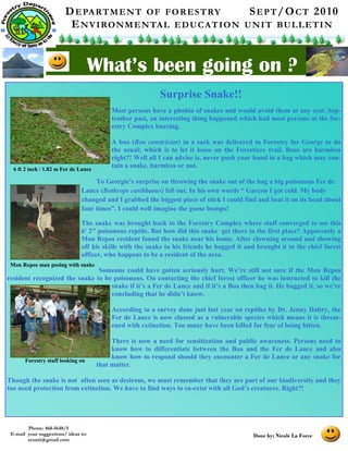 DEPARTMENT OF FORESTRY SEPT/OCT 2010
ENVIRONMENTAL EDUCATION UNIT BULLETIN
What’s been going on ?
Phone: 468-5648/5
E-mail your suggestions/ ideas to:
eeunit@gmail.com
Done by: Nicole La Force
Most persons have a phobia of snakes and would avoid them at any cost. Sep-
tember past, an interesting thing happened which had most persons at the for-
estry Complex buzzing.
A boa (Boa constrictor) in a sack was delivered to Forestry for George to do
the usual; which is to let it loose on the Forestiere trail. Boas are harmless
right?! Well all I can advise is, never push your hand in a bag which may con-
tain a snake, harmless or not.
To Georgie’s surprise on throwing the snake out of the bag a big poisonous Fer de
Lance (Bothrops caribbaeus) fell out. In his own words “ Garçon I got cold. My body
changed and I grabbed the biggest piece of stick I could find and beat it on its head about
four times”. I could well imagine the goose bumps!
The snake was brought back to the Forestry Complex where staff converged to see this
6' 2" poisonous reptile. But how did this snake get there in the first place? Apparently a
Mon Repos resident found the snake near his home. After clowning around and showing
off his skills with the snake to his friends he bagged it and brought it to the chief forest
officer, who happens to be a resident of the area.
Someone could have gotten seriously hurt. We’re still not sure if the Mon Repos
resident recognized the snake to be poisonous. On contacting the chief forest officer he was instructed to kill the
snake if it’s a Fer de Lance and if it’s a Boa then bag it. He bagged it, so we’re
concluding that he didn’t know.
According to a survey done just last year on reptiles by Dr. Jenny Daltry, the
Fer de Lance is now classed as a vulnerable species which means it is threat-
ened with extinction. Too many have been killed for fear of being bitten.
There is now a need for sensitization and public awareness. Persons need to
know how to differentiate between the Boa and the Fer de Lance and also
know how to respond should they encounter a Fer de Lance or any snake for
that matter.
Though the snake is not often seen as desirous, we must remember that they are part of our biodiversity and they
too need protection from extinction. We have to find ways to co-exist with all God’s creatures. Right?!
Forestry staff looking on
Mon Repos man posing with snake
6 ft 2 inch / 1.82 m Fer de Lance
Surprise Snake!!
 