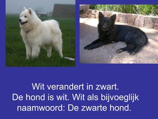 Wit verandert in zwart. De hond is wit. Wit als bijvoeglijk naamwoord: De zwarte hond.  