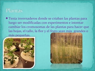 Tenía invernaderos donde se criaban las plantas para
luego ser modificadas con experimentos e intentar
cambiar los cromosomas de las plantas para hacer que
las hojas, el tallo, la flor y el fruto sean más grandes o
más pequeñas.