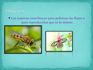 Los insectos contribuyen para polinizar las flores o
para reproducirlas que es lo mismo .