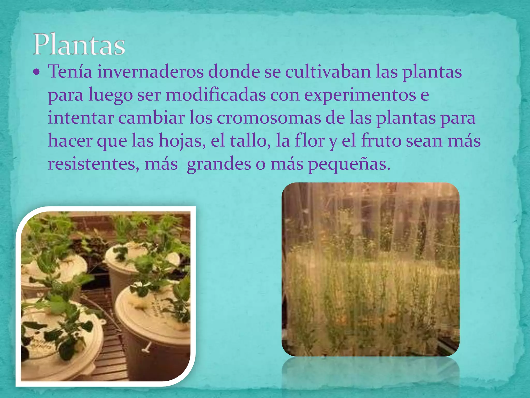  Tenía invernaderos donde se cultivaban las plantas

para luego ser modificadas con experimentos e
intentar cambiar los cromosomas de las plantas para
hacer que las hojas, el tallo, la flor y el fruto sean más
resistentes, más grandes o más pequeñas.

 