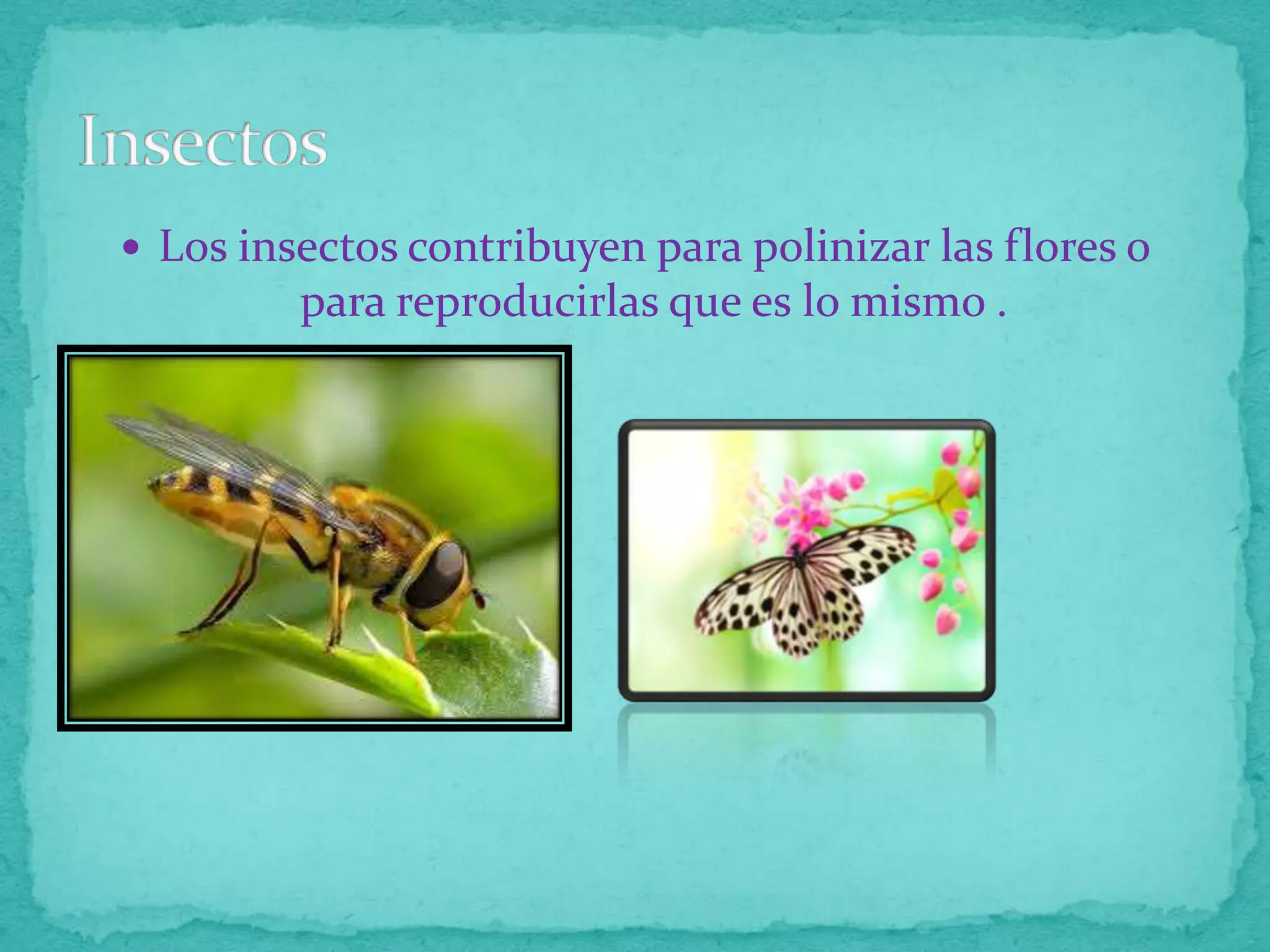  Los insectos contribuyen para polinizar las flores o

para reproducirlas que es lo mismo .

 