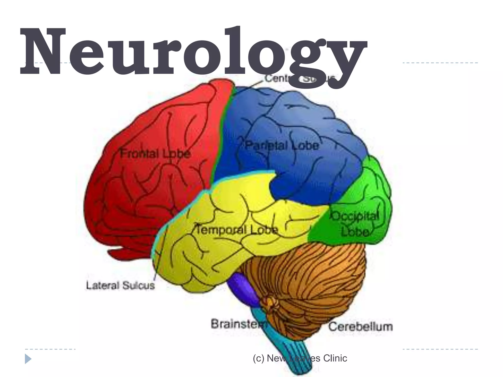 Neurology



      (c) New Leaves Clinic
 