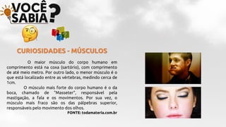 CURIOSIDADES - MÚSCULOS
O maior músculo do corpo humano em
comprimento está na coxa (sartório), com comprimento
de até meio metro. Por outro lado, o menor músculo é o
que está localizado entre as vértebras, medindo cerca de
1cm.
O músculo mais forte do corpo humano é o da
boca, chamado de "Masseter", responsável pela
mastigação, a fala e os movimentos. Por sua vez, o
músculo mais fraco são os das pálpebras superior,
responsáveis pelo movimento dos olhos.
FONTE: todamateria.com.br
 