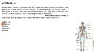 ATIVIDADE – 01
O esqueleto humano é uma estrutura formada por vários ossos e cartilagens, que
permitem, entre várias outras funções, a movimentação do nosso corpo. O
esqueleto humano é um tipo de endoesqueleto, uma vez que se encontra no
interior do nosso corpo, sendo formado por mais de 200 ossos.
FONTE: brasilescola.uol.com.br
Assinale o item que apresenta o nome do maior osso do corpo humano:
a) Esterno.
b) Fêmur.
c) Ulna.
d) Úmero.
e) Tíbia.
 