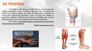 OS TENDÕES
O tendão é uma fita ou cordão fibroso, constituído por
tecido conjuntivo e que permite a inserção dos músculos aos
ossos ou a outros órgãos por meio de ligamentos anulares ou
retináculos. Estruturas fibrosas e com a função de manter o
equilíbrio estático e dinâmico do corpo, os tendões são a parte
esbranquiçada, rija e não-contrátil dos músculos estriados.
Em resumo, os tendões ligam os músculos aos ossos para
executarem os movimentos.
FONTE: todoestudo.com.br
 
