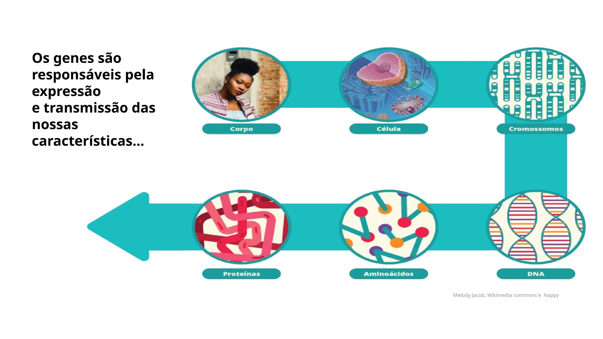 Os genes são
responsáveis pela
expressão
e transmissão das
nossas
características...
Melody Jacob, Wikimedia commons e Nappy