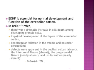 Role of Brain Derived Neurotrophic Factor (BDNF) in NEURODEVELOPMENT | PPTX