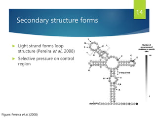 Secondary structure forms
 Light strand forms loop
structure (Pereira et al., 2008)
 Selective pressure on control
region
Figure: Pereira et al. (2008)
14
 