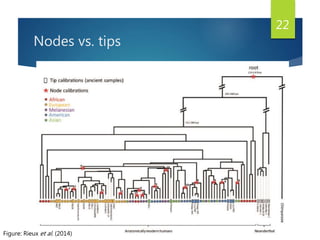Nodes vs. tips
22
Figure: Rieux et al. (2014)
 