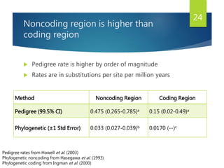 Noncoding region is higher than
coding region
 Pedigree rate is higher by order of magnitude
 Rates are in substitutions per site per million years
Method Noncoding Region Coding Region
Pedigree (99.5% CI) 0.475 (0.265-0.785)a 0.15 (0.02-0.49)a
Phylogenetic (±1 Std Error) 0.033 (0.027-0.039)b 0.0170 (--)c
24
Pedigree rates from Howell et al. (2003)
Phylogenetic noncoding from Hasegawa et al. (1993)
Phylogenetic coding from Ingman et al. (2000)
 