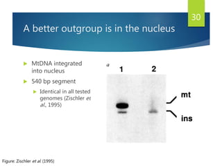 A better outgroup is in the nucleus
 MtDNA integrated
into nucleus
 540 bp segment
 Identical in all tested
genomes (Zischler et
al., 1995)
30
Figure: Zischler et al. (1995)
 