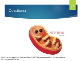 Questions?
37
http://2.bp.blogspot.com/-BshHfVvlOH0/UPtsEAi59MI/AAAAAAAAAtE/FP-f1z-BnCg/s640/1-
19+mitochondriaFLAT.jpg
 
