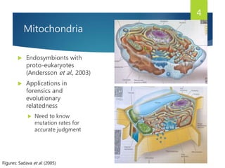 Mitochondria
 Endosymbionts with
proto-eukaryotes
(Andersson et al., 2003)
 Applications in
forensics and
evolutionary
relatedness
 Need to know
mutation rates for
accurate judgment
4
Figures: Sadava et al. (2005)
 