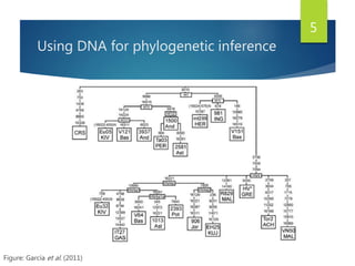 Using DNA for phylogenetic inference
Figure: García et al. (2011)
5
 