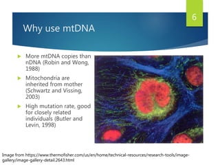 Why use mtDNA
 More mtDNA copies than
nDNA (Robin and Wong,
1988)
 Mitochondria are
inherited from mother
(Schwartz and Vissing,
2003)
 High mutation rate, good
for closely related
individuals (Butler and
Levin, 1998)
Image from https://www.thermofisher.com/us/en/home/technical-resources/research-tools/image-
gallery/image-gallery-detail.2643.html
6
 