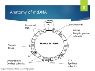Anatomy of mtDNA
Figure: Pakendorf and Stoneking (2005)
Transfer
RNAs
NADH
Dehydrogenase
subunits
Cytochrome c
Oxidase subunits
Cytochrome bRibosomal
RNAs
ATP
Synthase
subunits
8
 