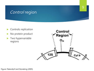 Control region
 Controls replication
 No protein product
 Two hypervariable
regions
Figure: Pakendorf and Stoneking (2005)
9
 
