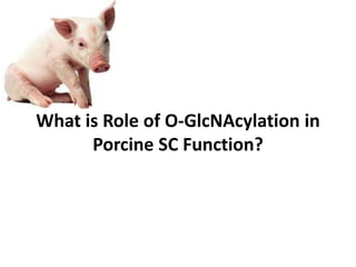 What is Role of O-GlcNAcylation in
Porcine SC Function?
 