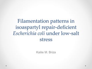 Filamentation patterns in
isoaspartyl repair-deficient
Escherichia coli under low-salt
stress
Kailie M. Briza
 